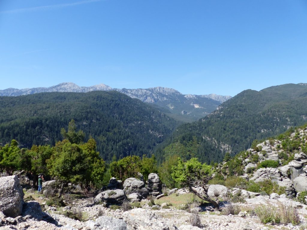 Distribution des forêts méditerranéennes et autres espaces boisés sur